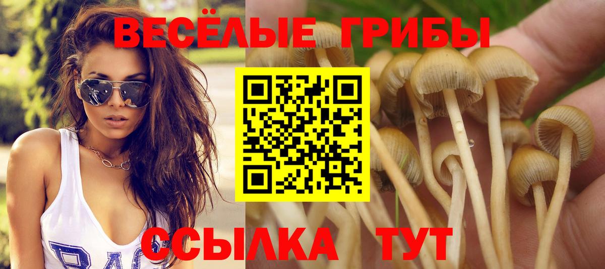 Бердск  Галлюциногенные грибы прущие грибы  Вход с VPN 